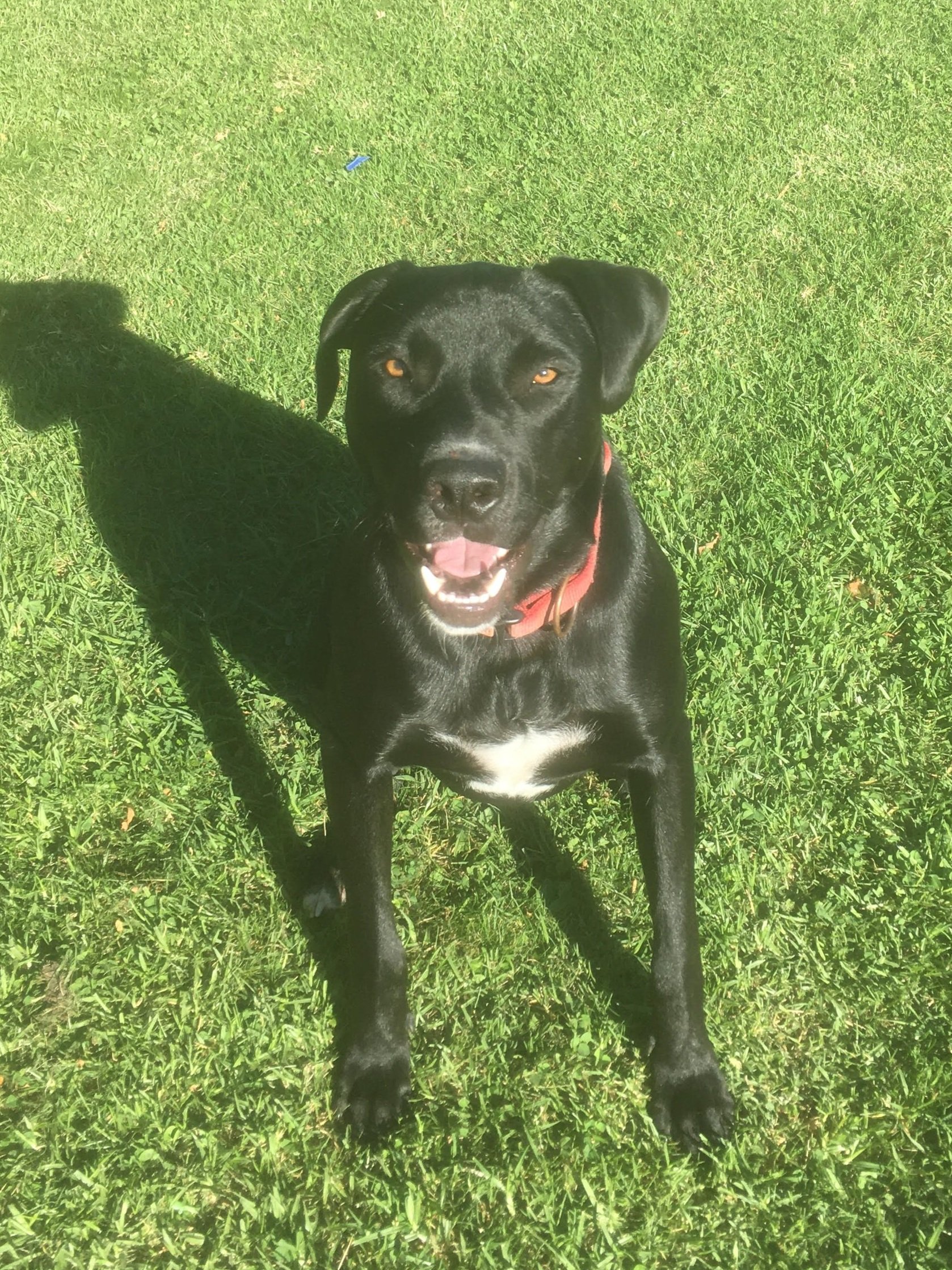 Grace’s Dog, named Lou.