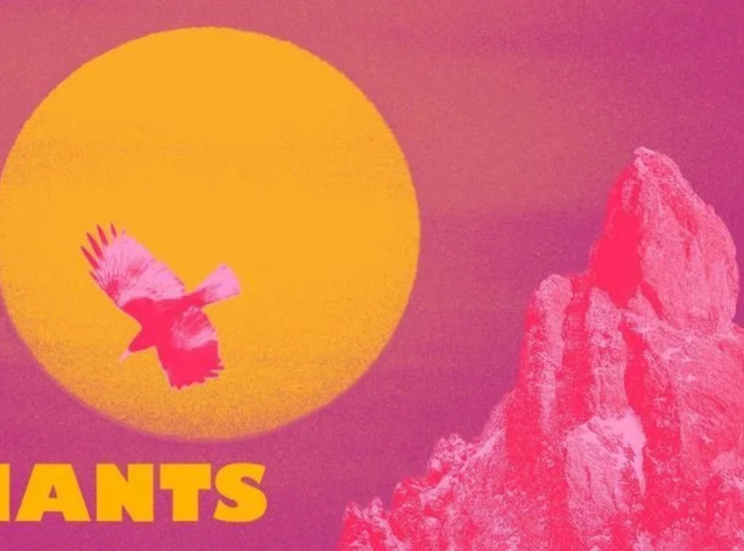 Blackbird giants Dunedin